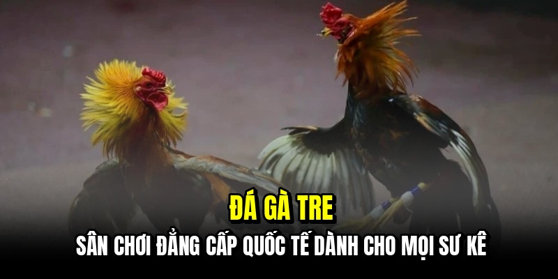 Đá Gà Tre - Kinh Nghiệm Săn Thưởng Tiền Tỷ Mỗi Ngày Tại C168 4 Đá gà tre - Sân chơi đẳng cấp quốc tế dành cho mọi sư kê
