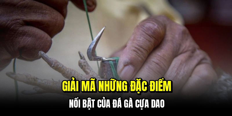 Đá Gà Cựa Dao - Trận Đấu Nhanh Gọn Và Chiến Thắng Rõ Ràng 5 Giải mã những đặc điểm nổi bật của đá gà cựa dao